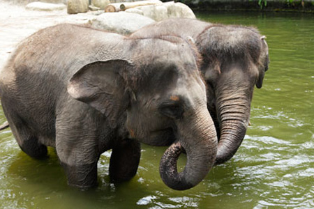 Images of Elephants
